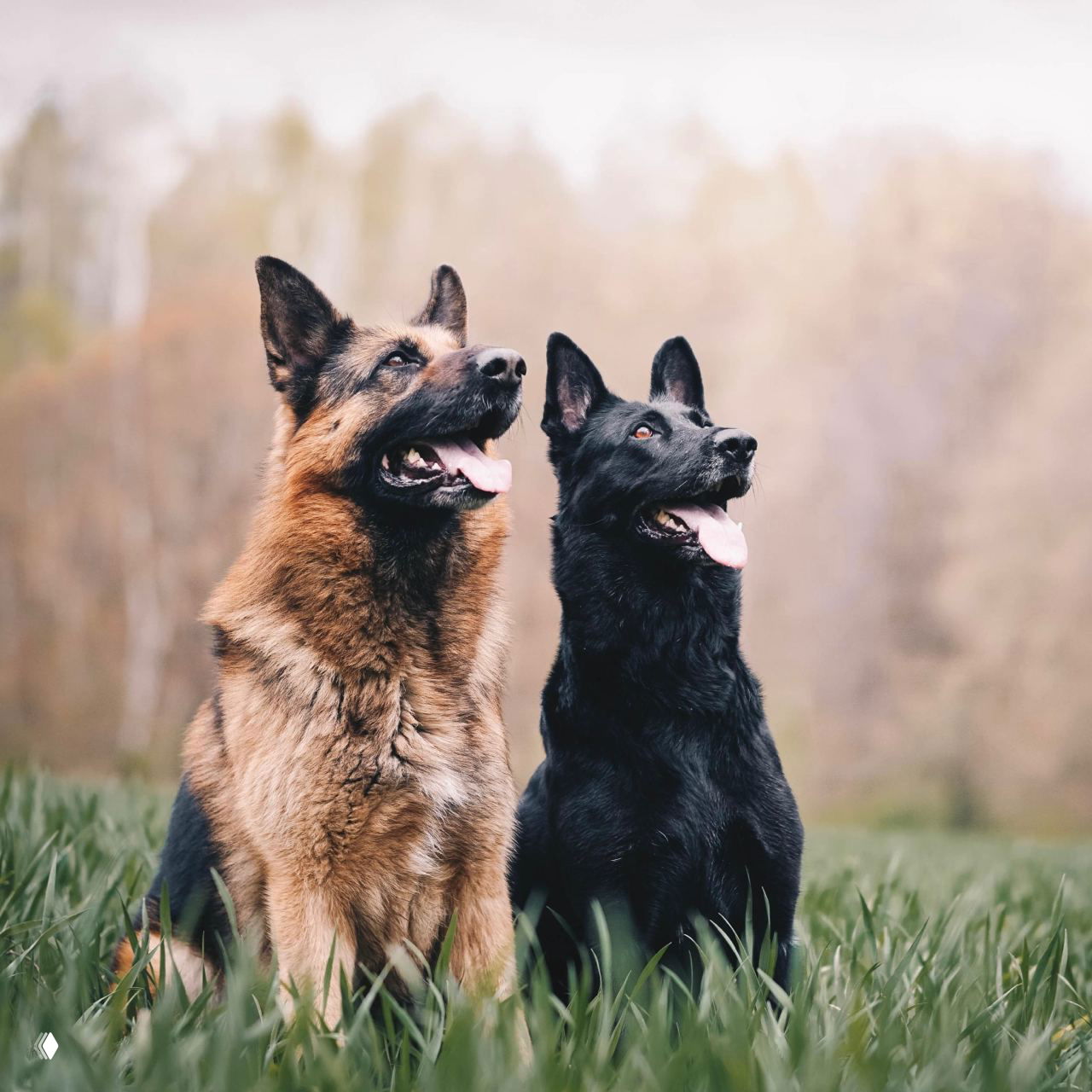 Две немецкие овчарки сидят в траве и смотрят вверх; одна тёмная, другая светлее, кадр показывает сообразительную и дружелюбную динамику между двумя собаками.