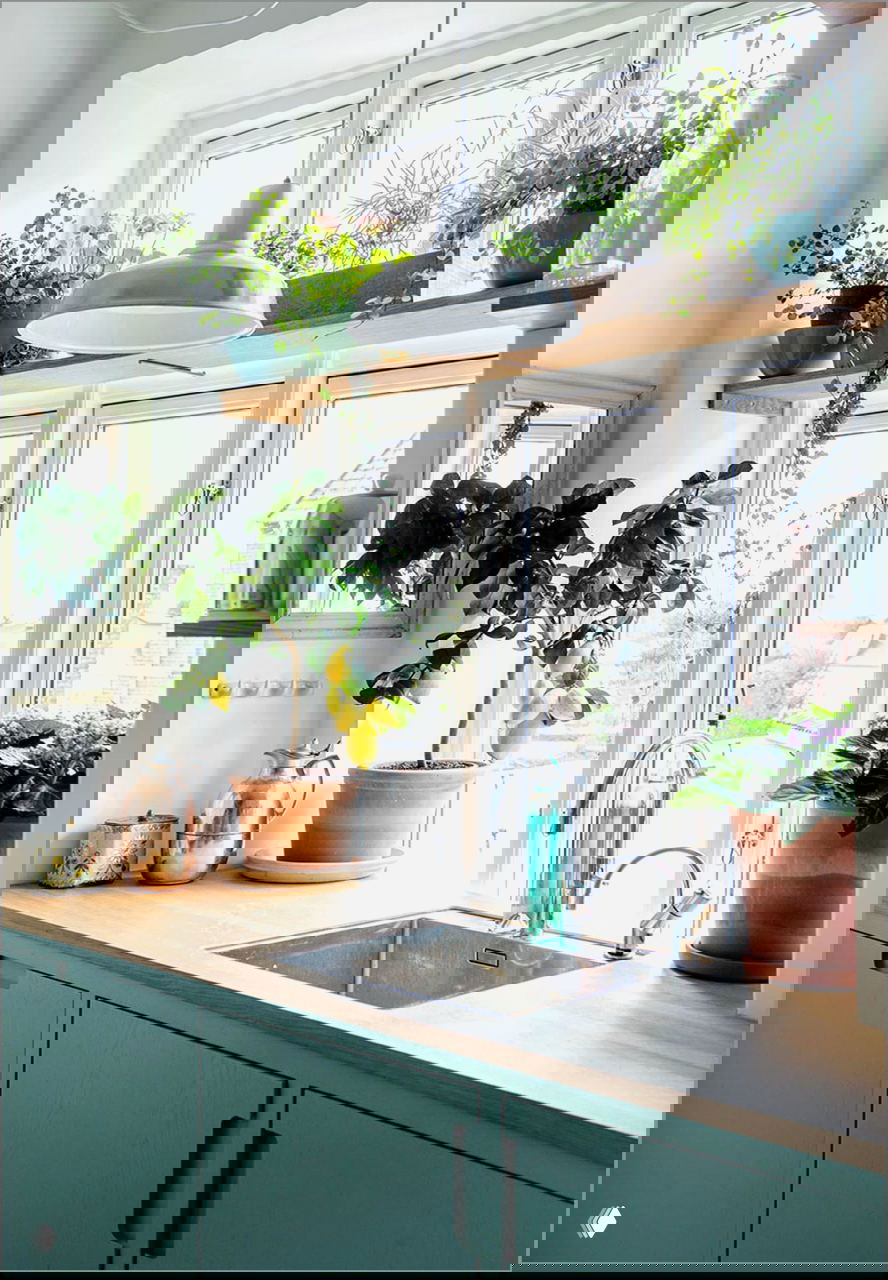 Подоконник с несколькими горшками и лимонным деревом на деревянной столешнице у большого окна, солнечный свет освещает листья.