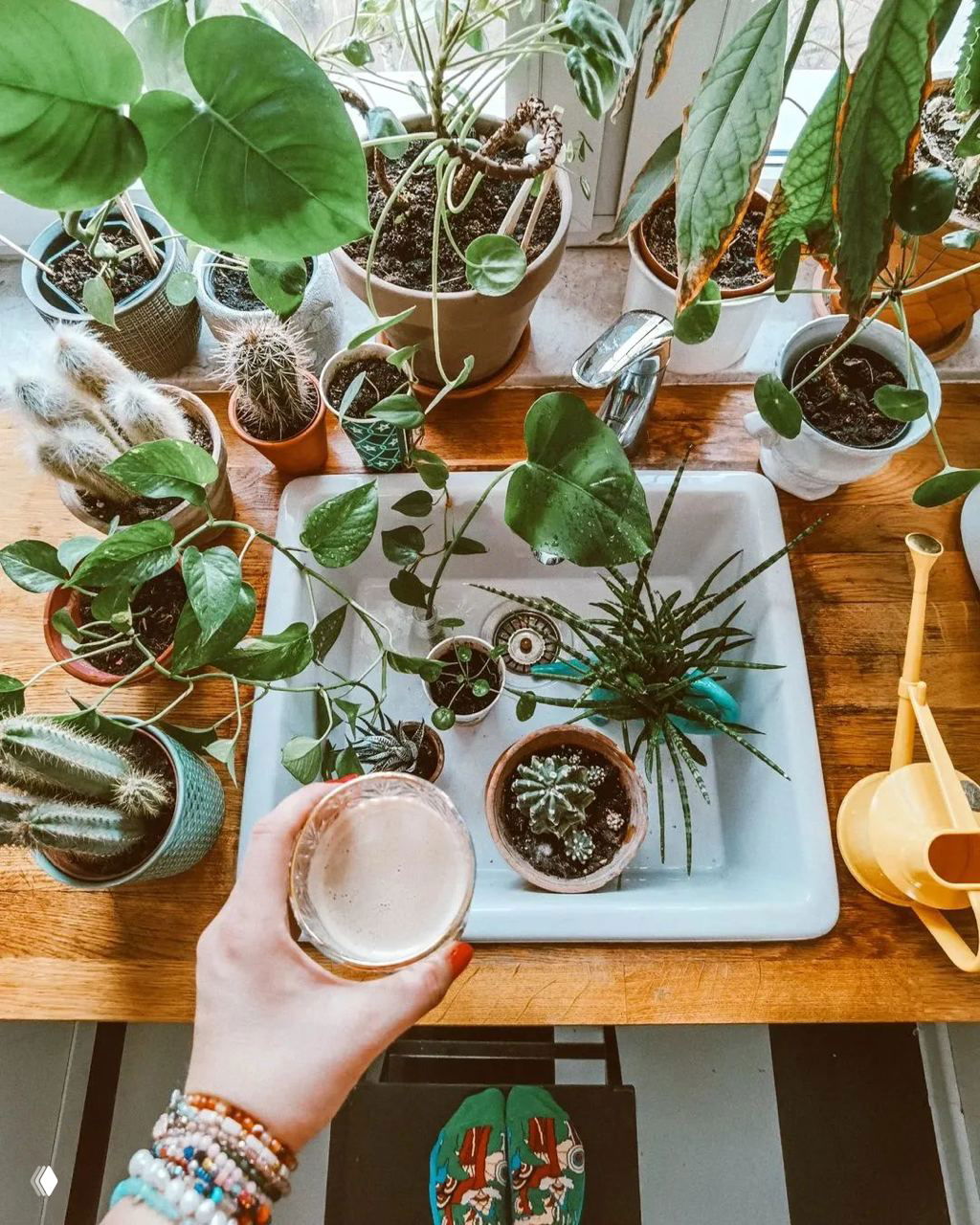 Вид сверху на кухонную мойку, окружённую маленькими горшками с кактусами, суккулентами и лиственными растениями; рука с чашкой на переднем плане.