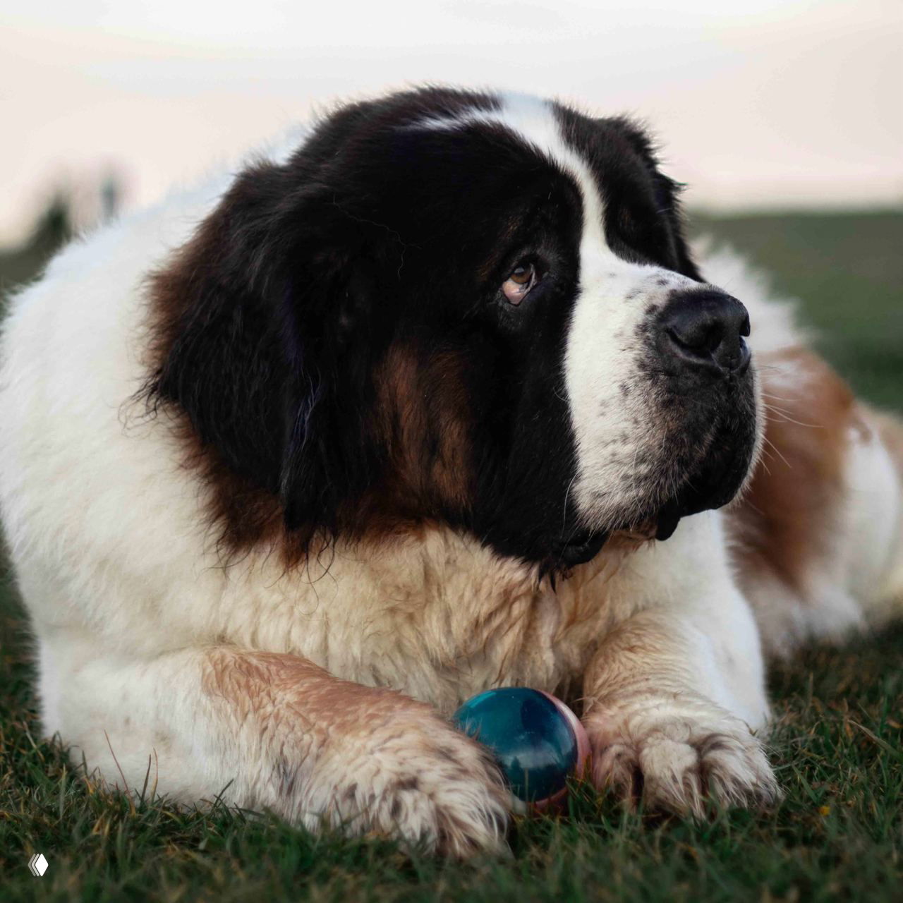Крупный сенбернар лежит на траве рядом с игрушкой-шаром; крупный план морды и лап, мягкая длинная шерсть и добродушное выражение глаза у выдержанной породы.