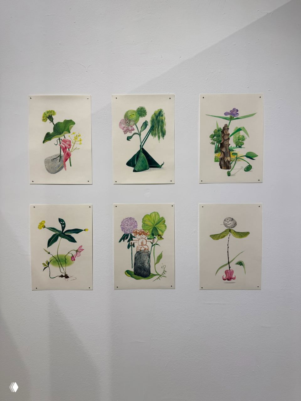 Серия акварельных ботанических зарисовок закреплена на стене в два ряда по три листа, изображены стилизованные растения и цветы