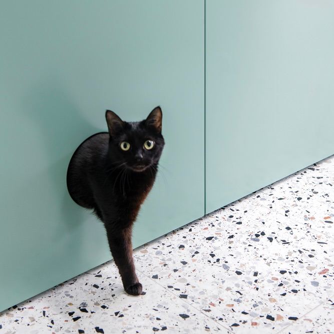 Дом, где живет кот: организация пространства