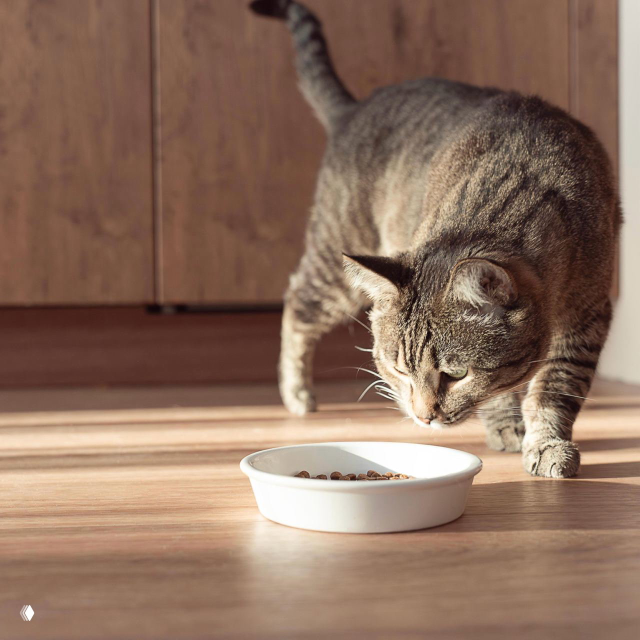 Полосатая кошка осторожно подходит к белой миске с сухим кормом на солнечном деревянном полу — кадр про повседневный угол.