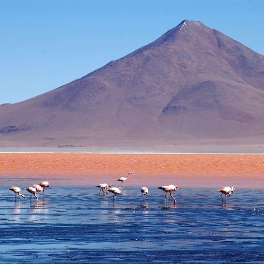 Крупный план фламинго в мелкой воде Лагуна Колорадо: птицы на тонком слое воды насыщенного красного оттенка, виден горный фон.