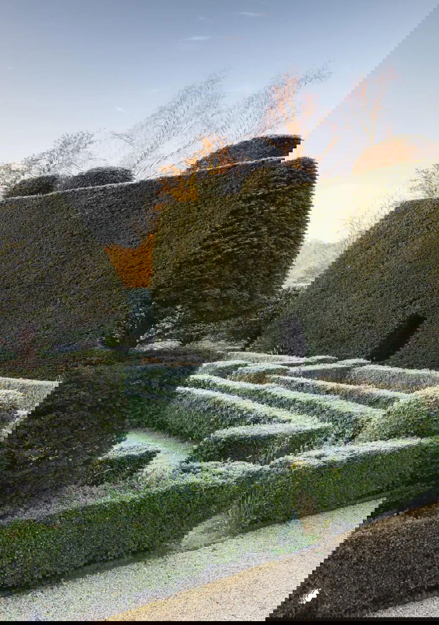 Массивная стена из стриженных тисов с небольшим проёмом; перед ней геометрические бордюры и узоры регулярного английского сада покрытые инеем.