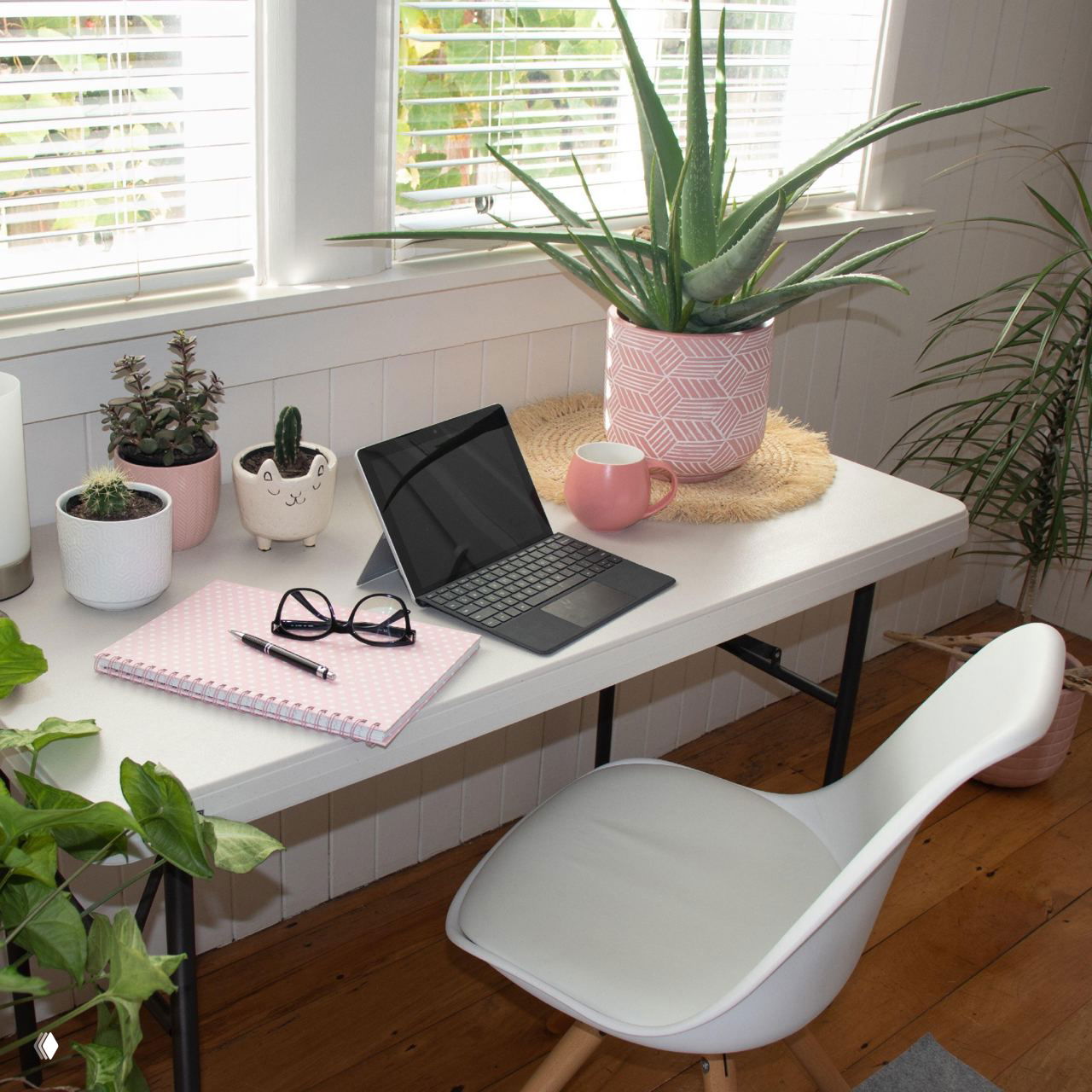 Полный разбор мифов о кактусах