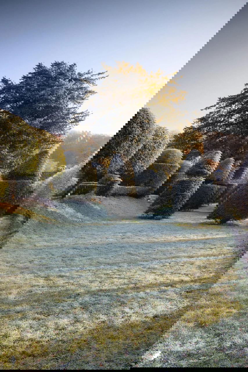 Просека тисового сада Оулпен: высокие вековые тисы, фигурные кустарники и ровная лужайка с инеем при мягком утреннем свете.