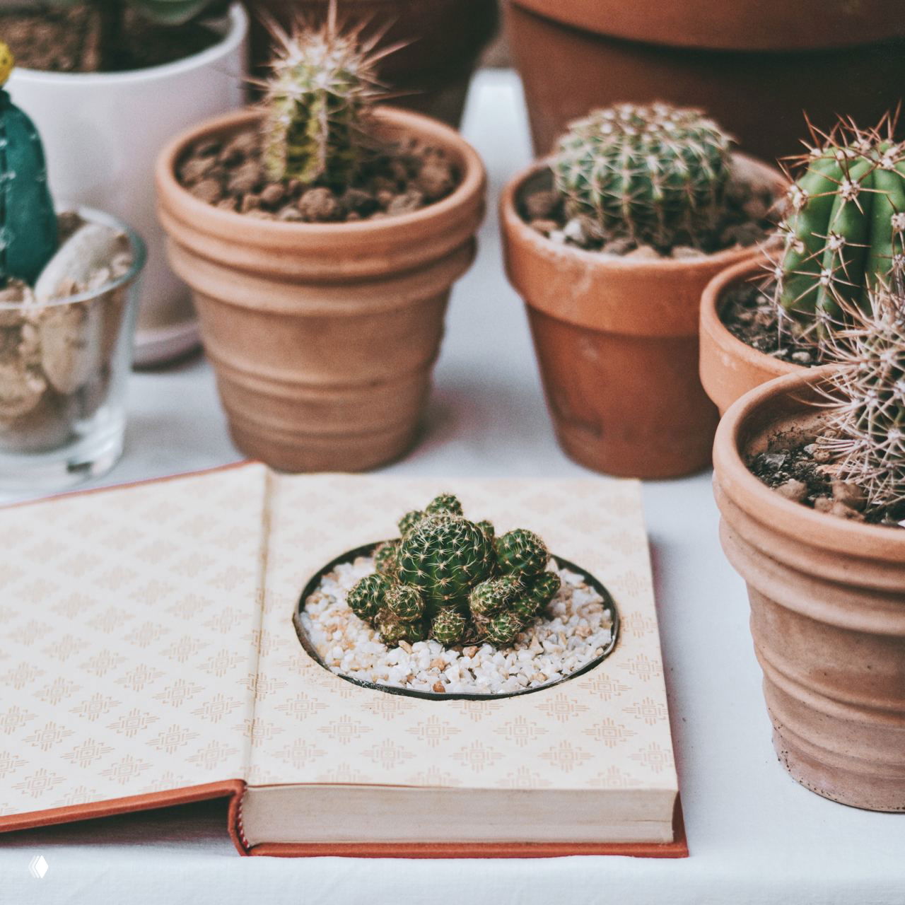 Несколько маленьких кактусов в глиняных и керамических горшках, декоративная книга с вырезанным углублением под растение — креативный подход к декору.