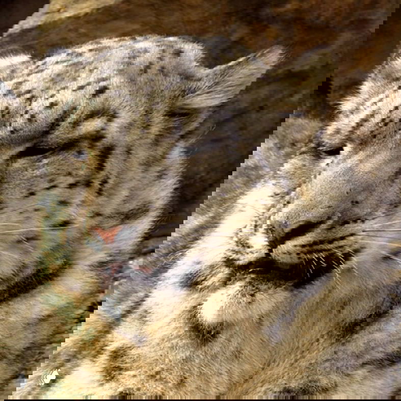 Крупный план снежного барса (ирбиса) — редкого хищника, обитающего в горных зонах Убсунурской котловины и охраняемого вида.