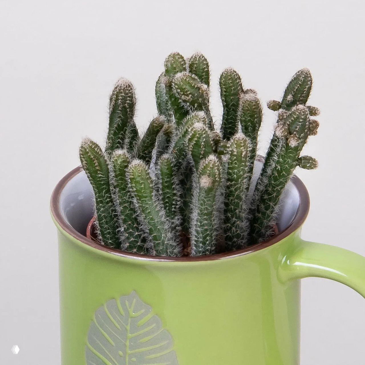Небольшой кактус в зелёной кружке на светлом фоне, удивительно простое и милое решение для маленьких пространств и рабочих столов.