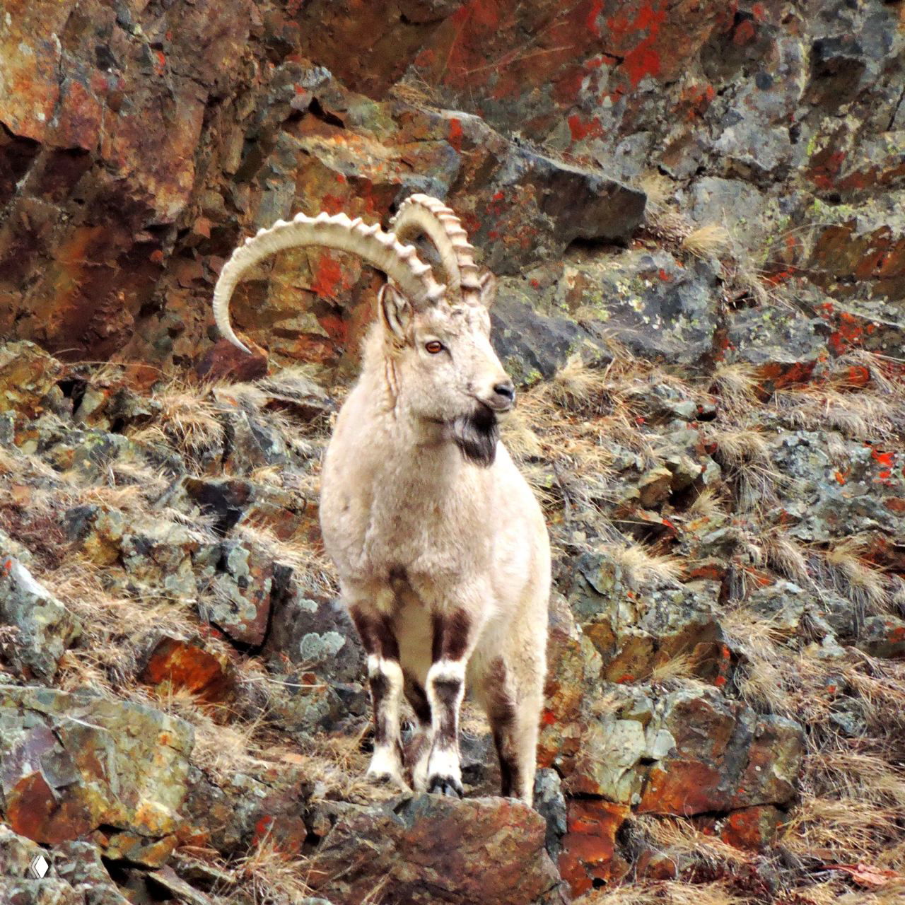Горный козёл или архар стоит на скалах котловины — типичный представитель фауны, приспособленной к крутым каменистым склонам региона.