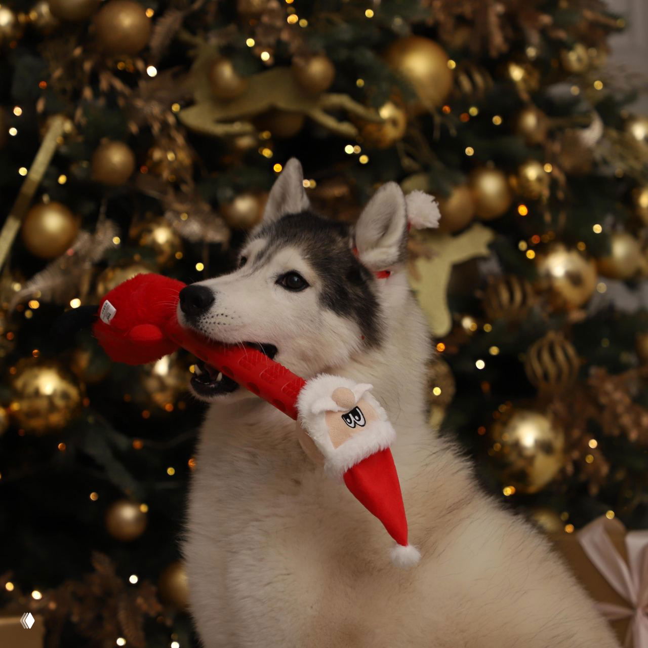 Triol расширил новогоднюю коллекцию для собак и кошек