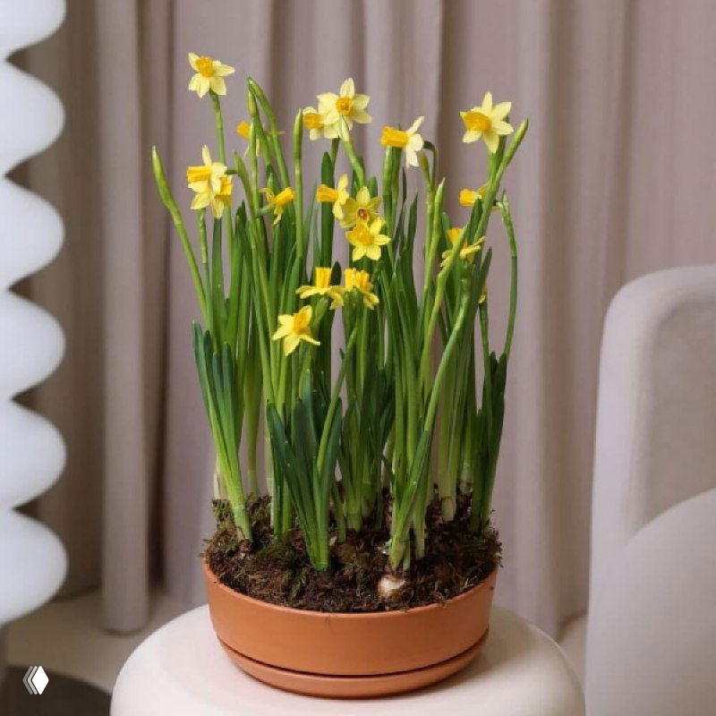 Глиняное кашпо с первоцветами на светлом фоне; изображение содержит цифровые искажения, видно форму растений и горшок, но части фото смещены пикселями.