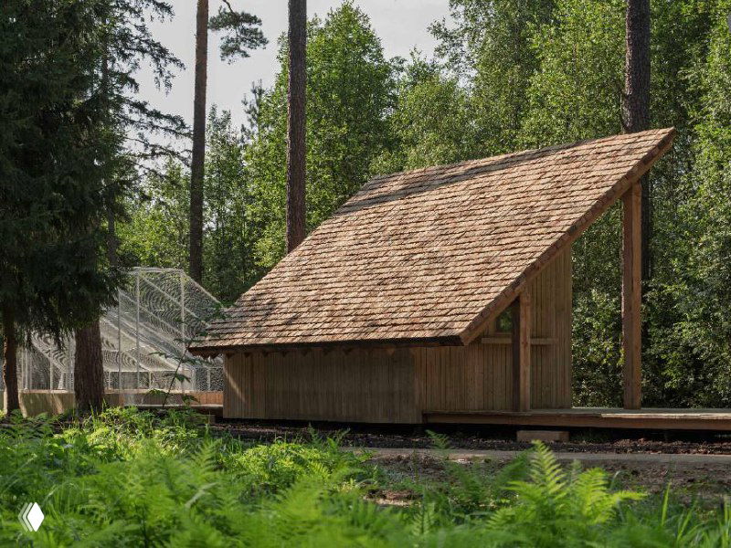 Невысокая деревянная постройка в лесу с двускатной крышей и натуральной отделкой: домик на деревянном помосте среди сосен и папоротников.