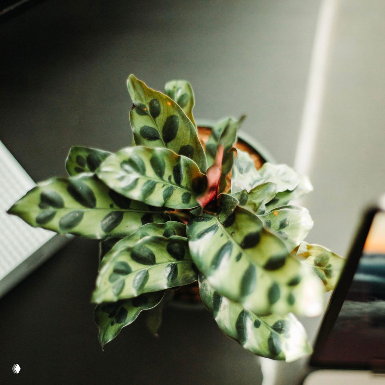 Вид сверху на калатею с зелёными листьями и рисунком тёмных пятен; растение расположено на столе рядом с рабочей зоной