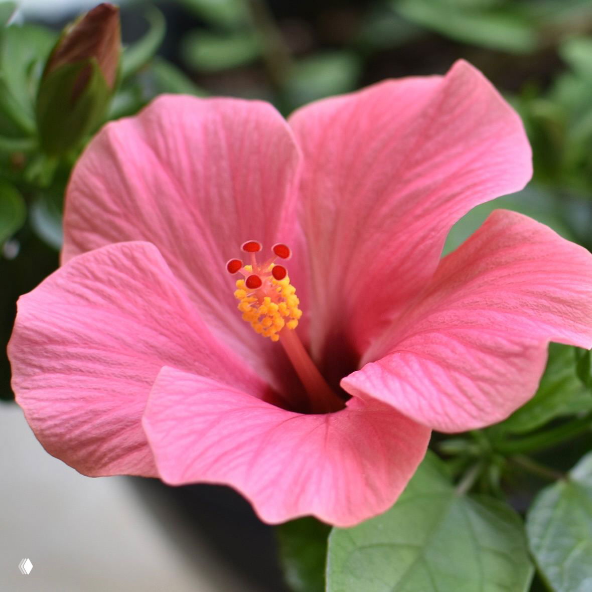 Крупный план нежно‑розового гибискуса с видимой тычинкой и прожилками на лепестках, крупный цветок на светлом фоне