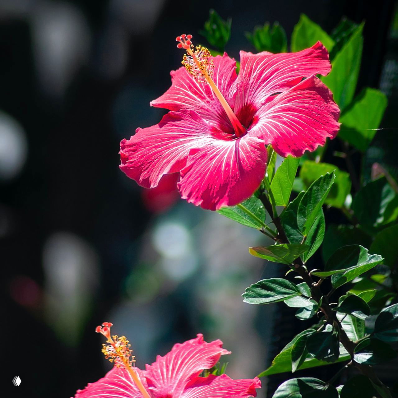 Ярко‑малиновый гибискус с раскрытым цветком и выраженными тычинками на фоне зелёной листвы — комнатное или садовое фото вблизи