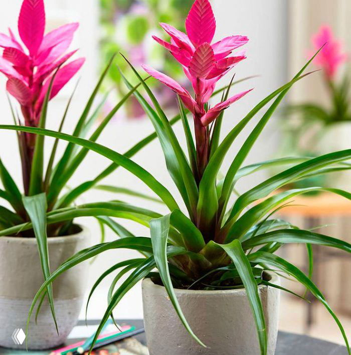 Розовая гузмания — бромелиевое комнатное растение в горшке на столе, декоративное и предпочитающее влажную среду и яркий рассеянный свет.