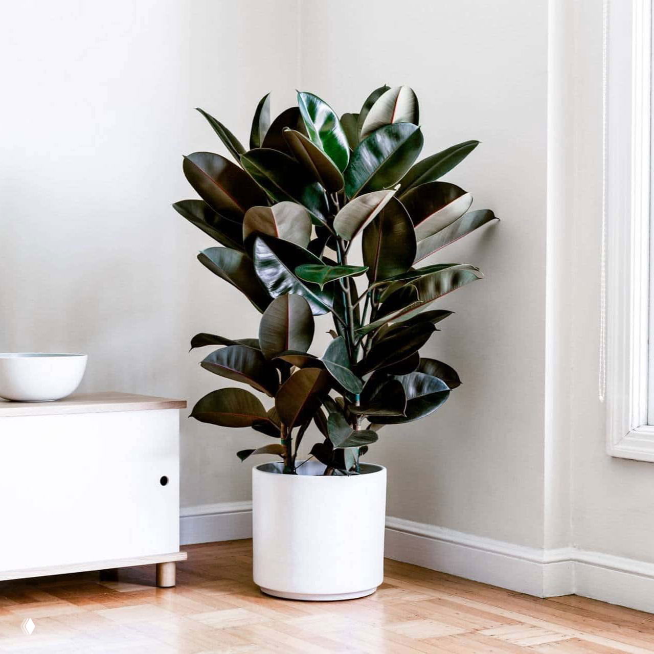 Высокий фикус в интерьере у окна в белом горшке — декоративный элемент, подходящий для квартир с умеренным поливом и рассеянным светом.