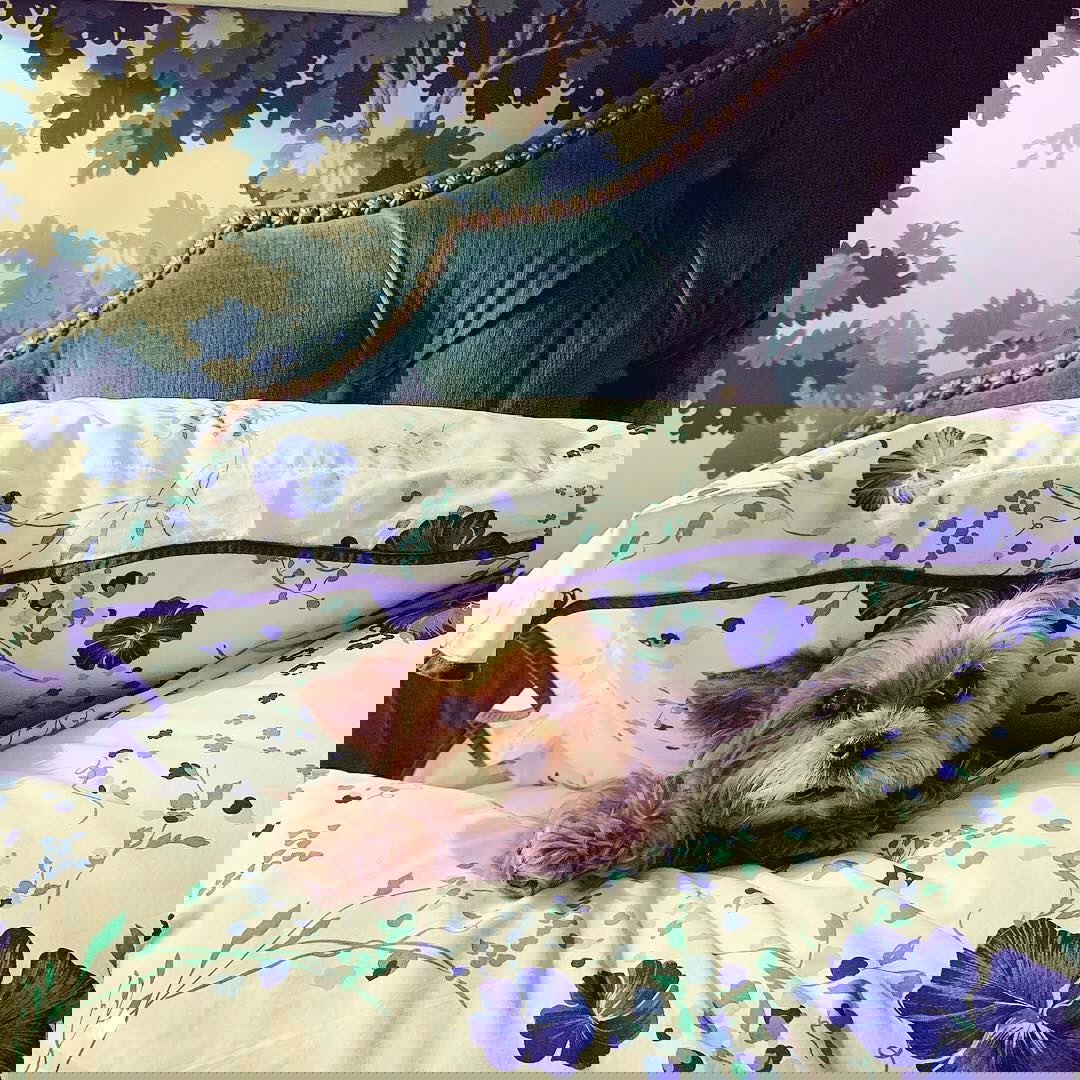 Небольшая собачка, выглядывающая из-под покрывала на кровати с цветочным комплектом постельного белья в детско-домашней атмосфере.