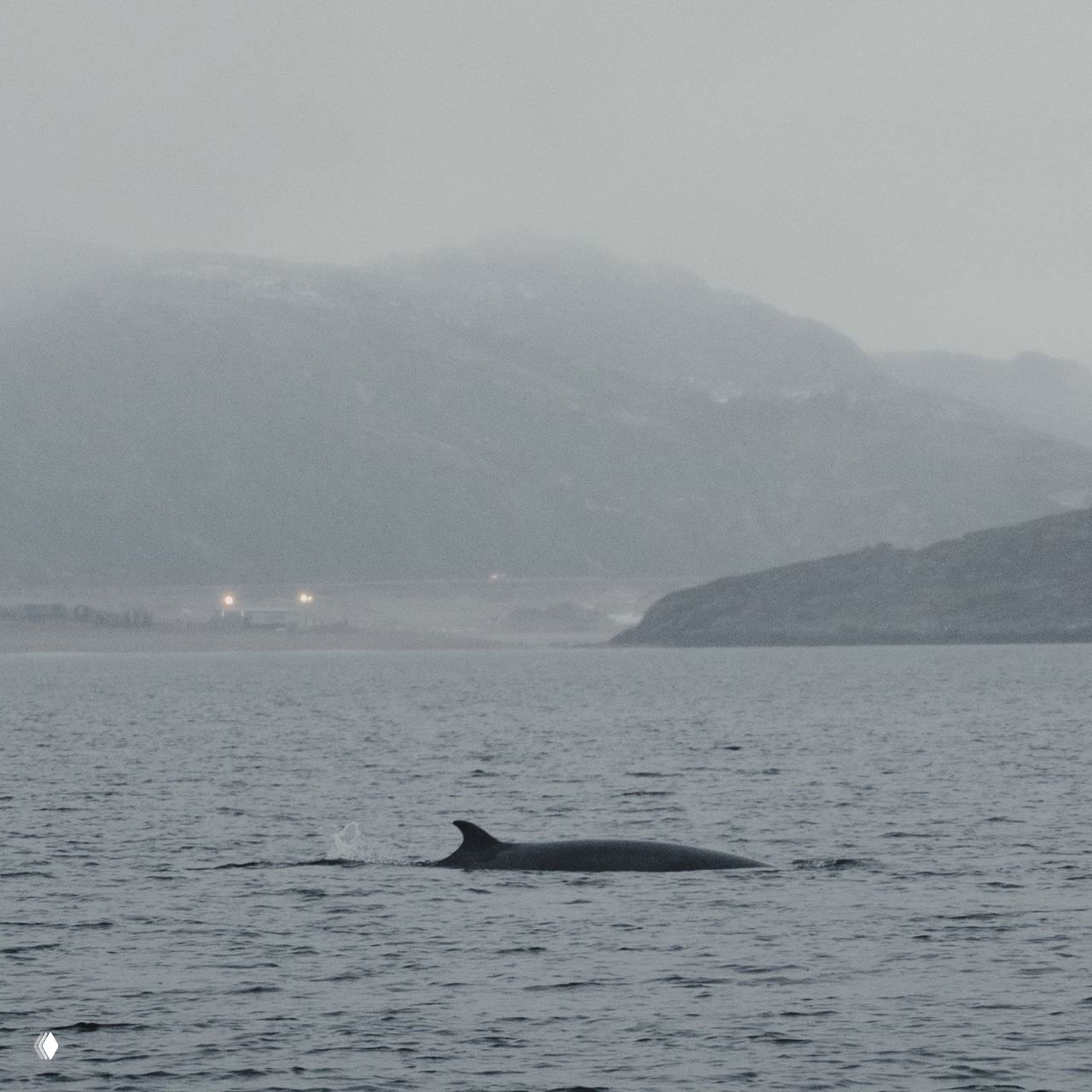 Плавник кита на поверхности тёмной воды близ берега Териберки; вдалеке холмы и слабые огни посёлка на фоне зимней серо-голубой дымки.