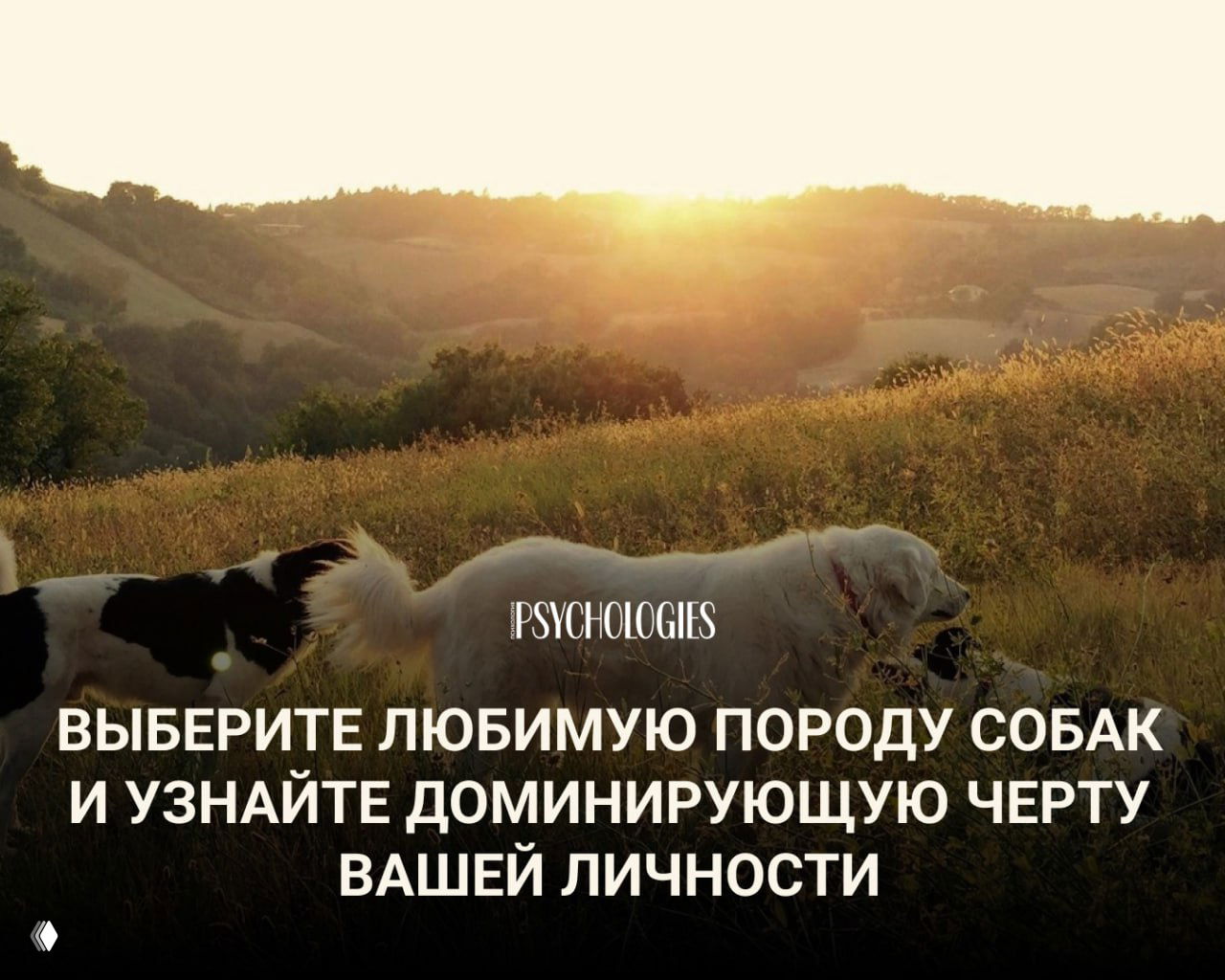 Тест: выбор породы собак и доминирующая черта