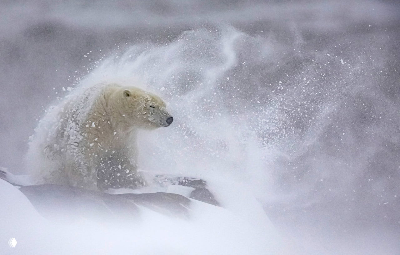 Белый медведь, охваченный снежной бурей, в динамичном портрете: атмосферный природный снимок из конкурса Nature’s Best Photography Awards.