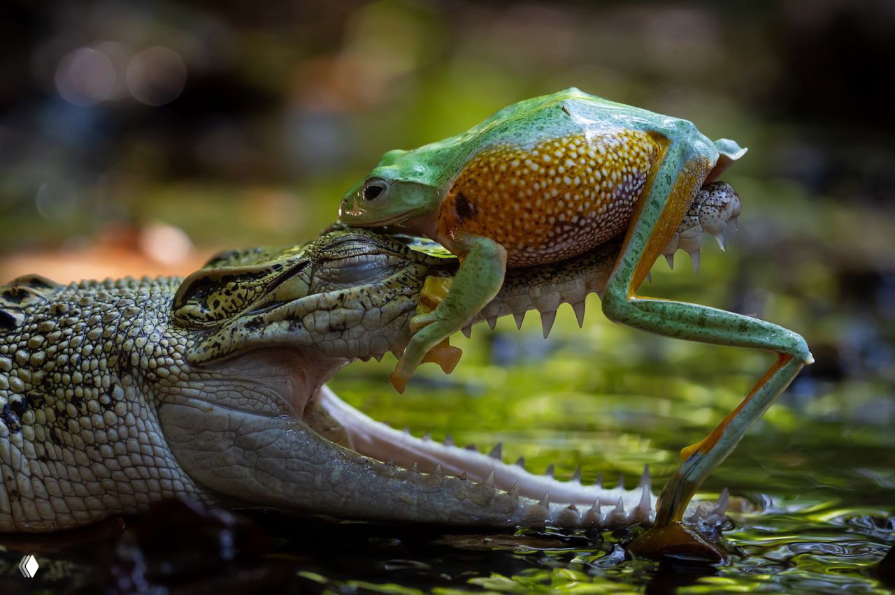 Зелёная лягушка стоит на морде крокодила в момент напряжённого контакта — неожиданный и напряжённый кадр, отмеченный Nature’s Best.