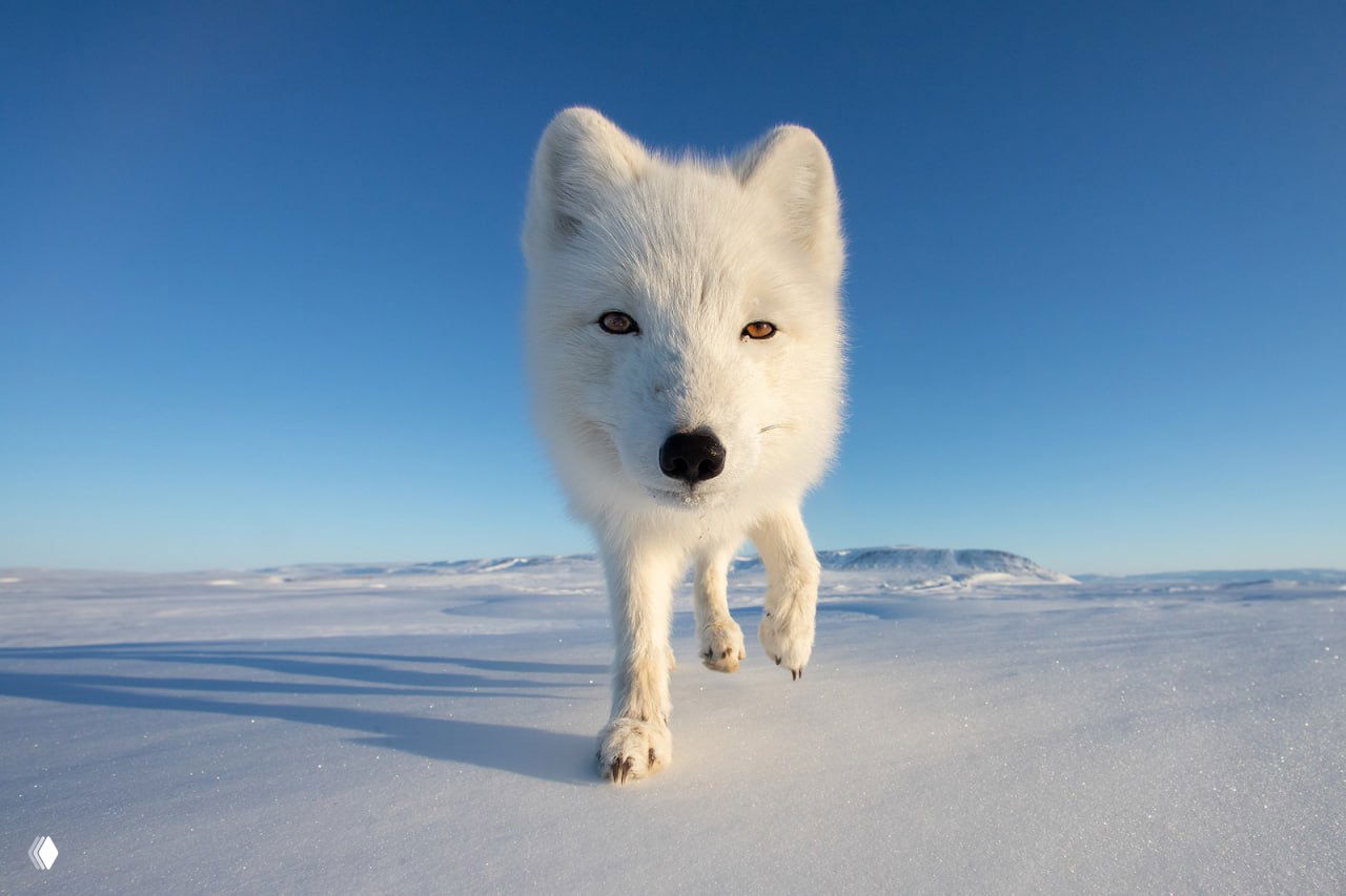 Арктическая белая лисица идёт по снегу в ясный день: близкий портрет, подчёркивающий характер животного и его среду обитания, отмеченный конкурсом.