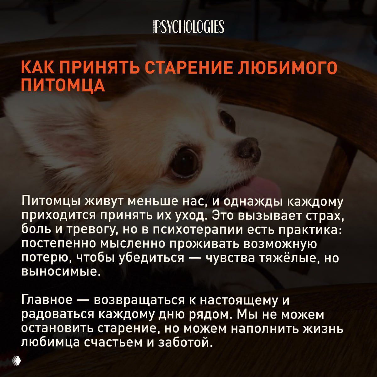 Милый маленький пес крупным планом, взгляд направлен вверх — визуализация принятия старения и радости от каждого дня рядом с любимцем.