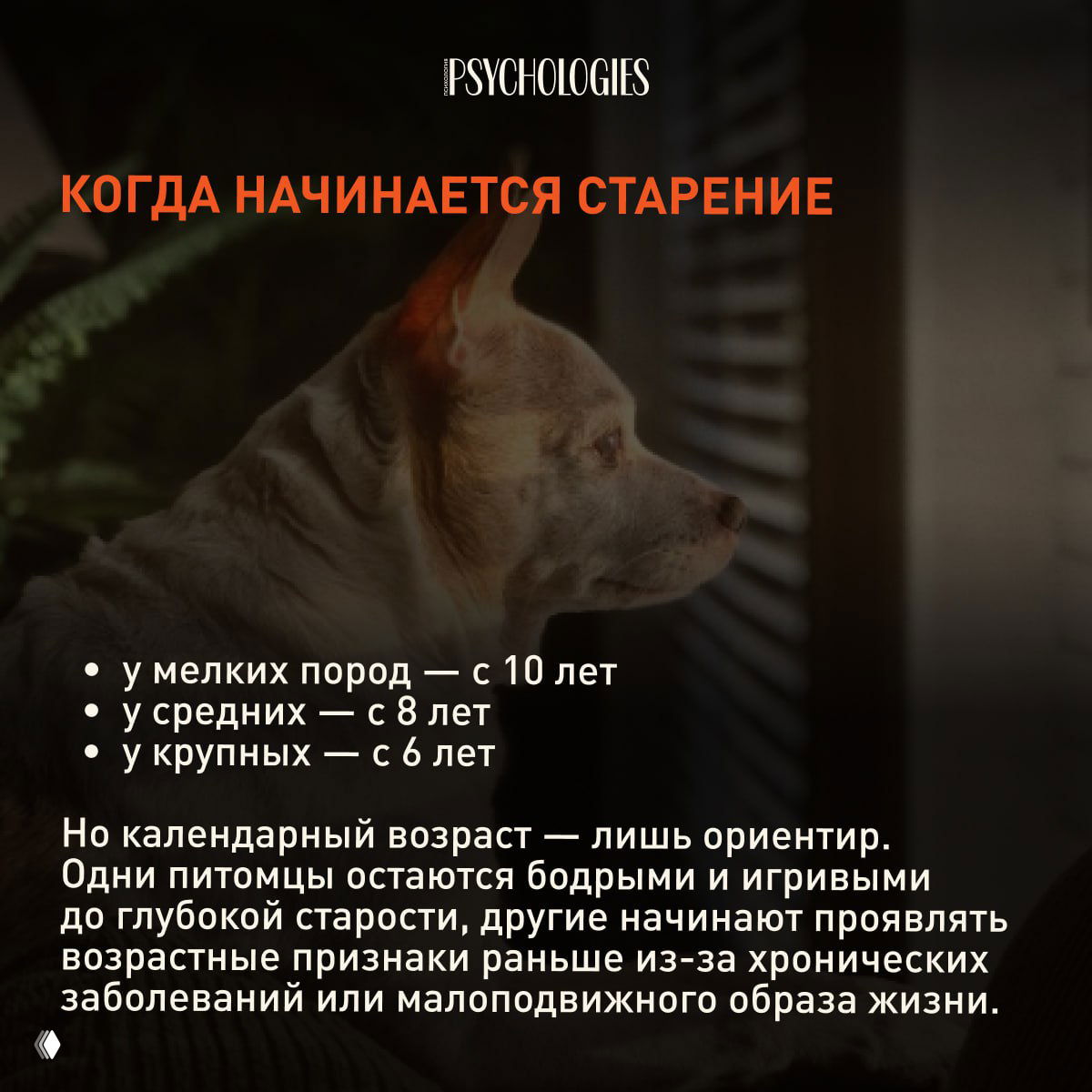 Пёс в профиль у окна на затемнённом фоне; слайд про ориентиры начала старения для мелких, средних и крупных пород и индивидуальные различия.