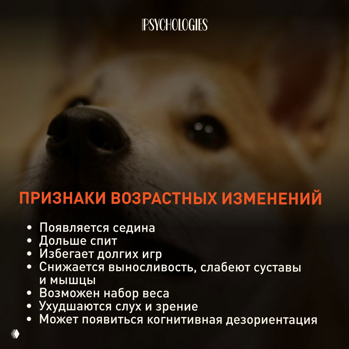 Крупный план морды собаки с мягким боке, фон затемнён — иллюстрация раздела о признаках возрастных изменений и ухудшении функций.