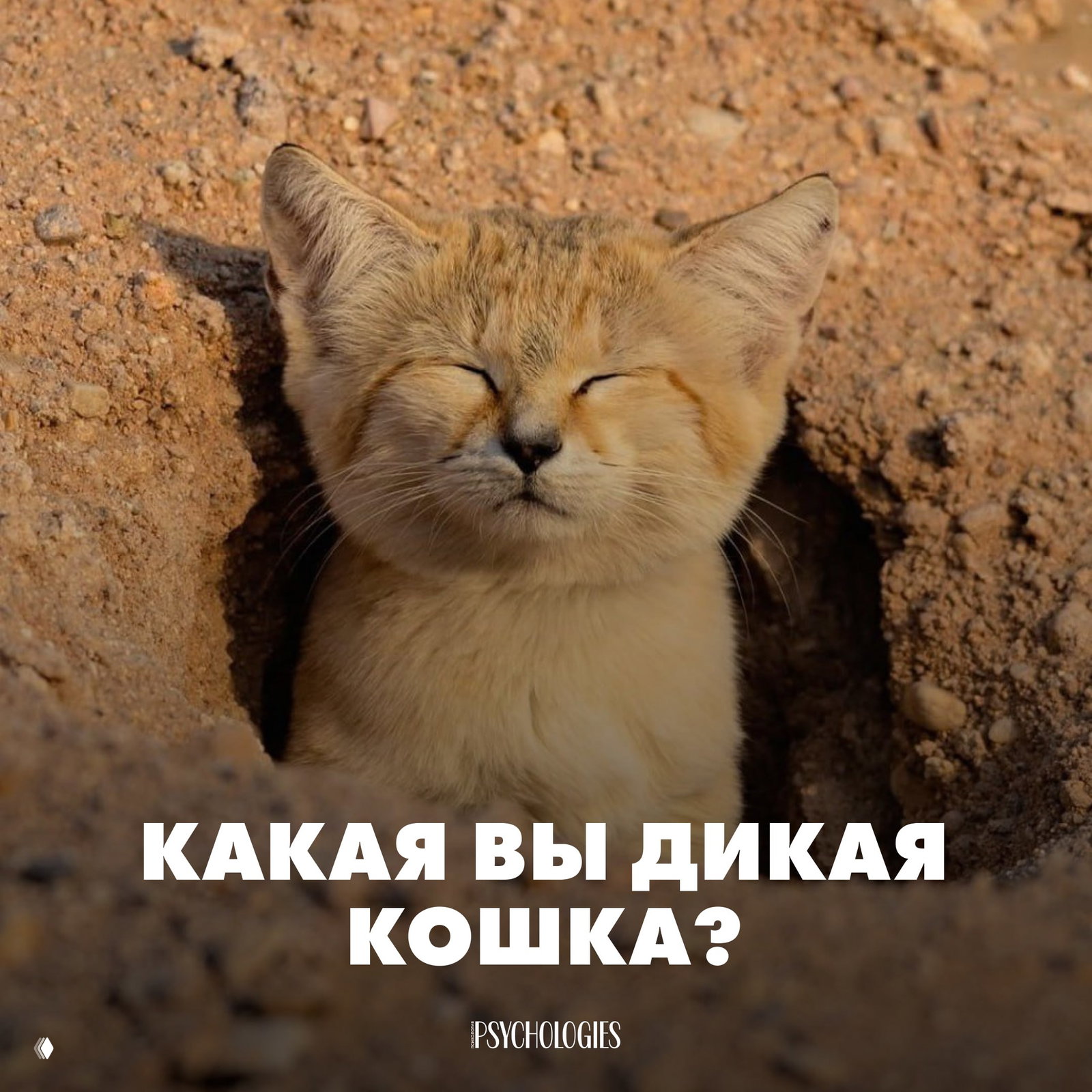 Тест: Какая вы дикая кошка?