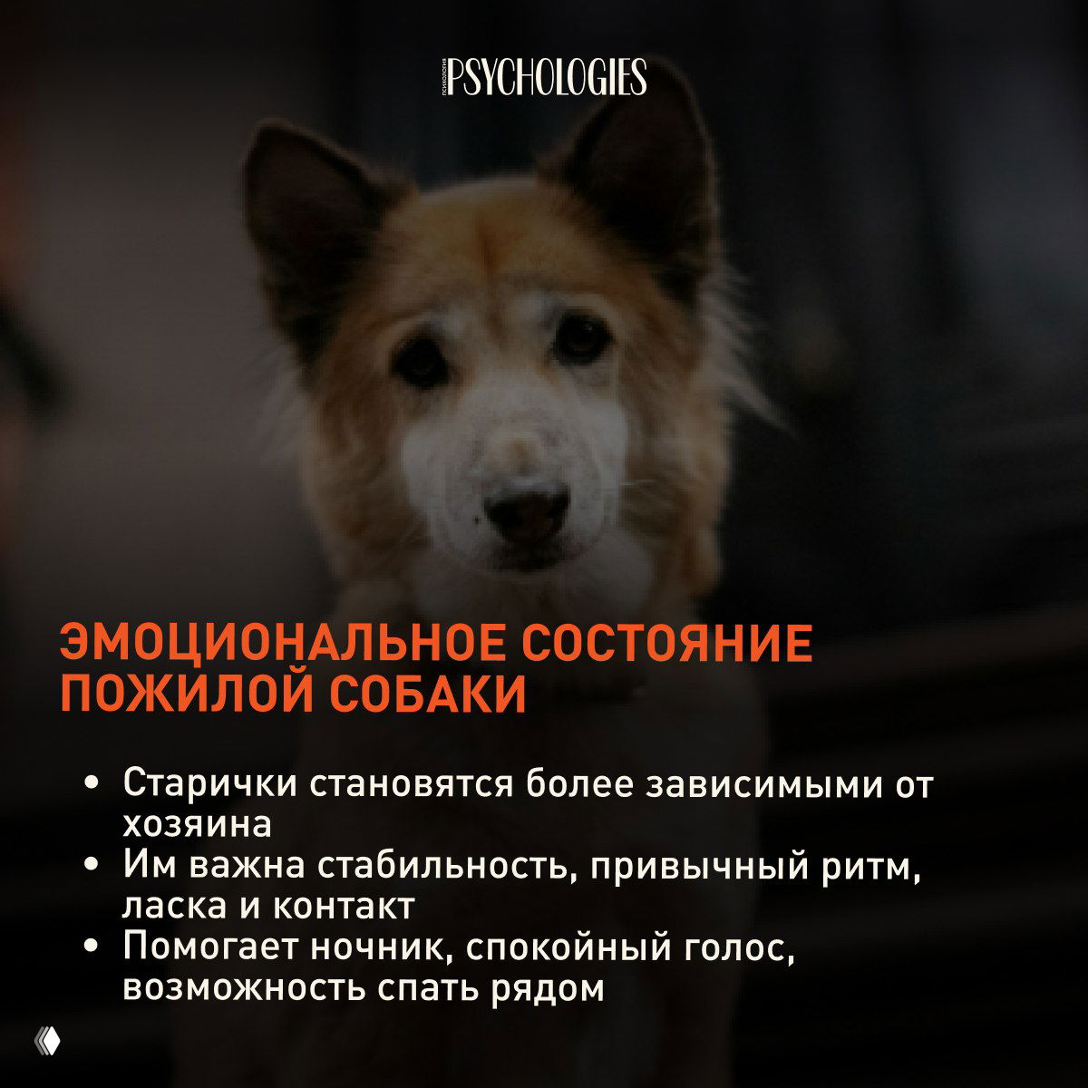 Корги, лежащий на деревянном полу в домашней обстановке — фон для советов по уходу: питание, короткие прогулки и ветеринарные осмотры.