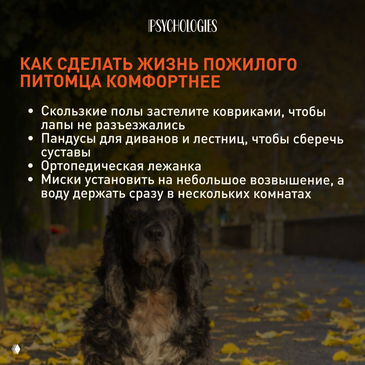 Портрет печальной морды взрослой собаки в тёплом свете — иллюстрация эмоционального состояния пожилого питомца и важности стабильности и ласки.