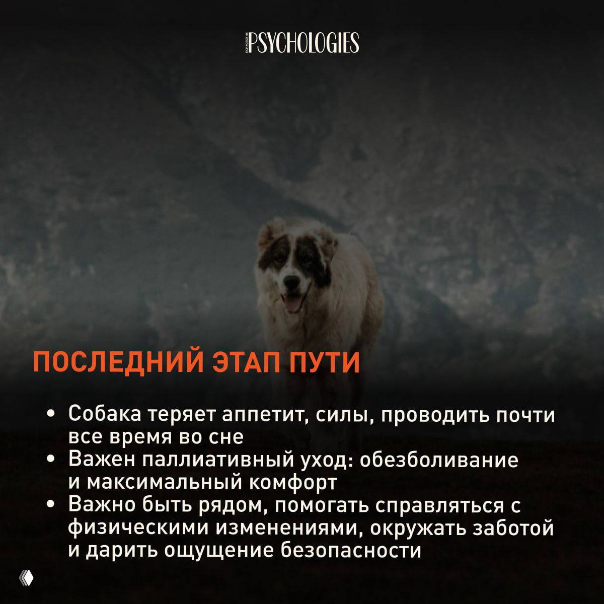 Пожилая собака на фоне пейзажа, тёмный тон кадра — слайд о последнем этапе жизни: потеря аппетита, сонливость и необходимость паллиативного ухода.