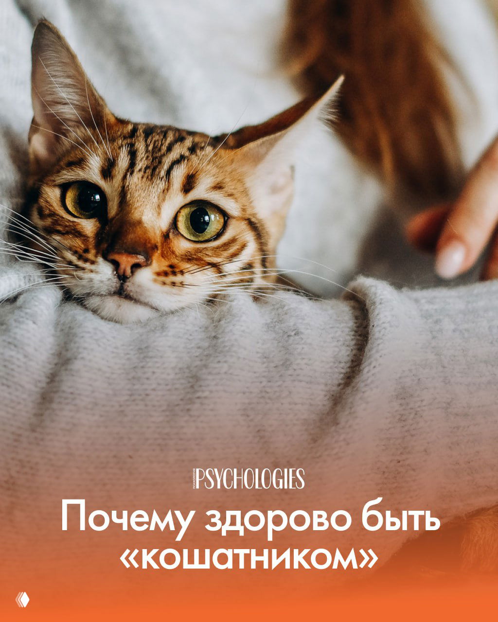 Почему быть «кошатником» — здорово?