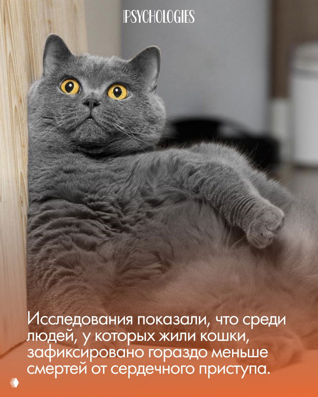 Серая кошка с жёлтыми глазами в расслабленной позе; кадр иллюстрирует подпись о снижении риска сердечных событий у владельцев.