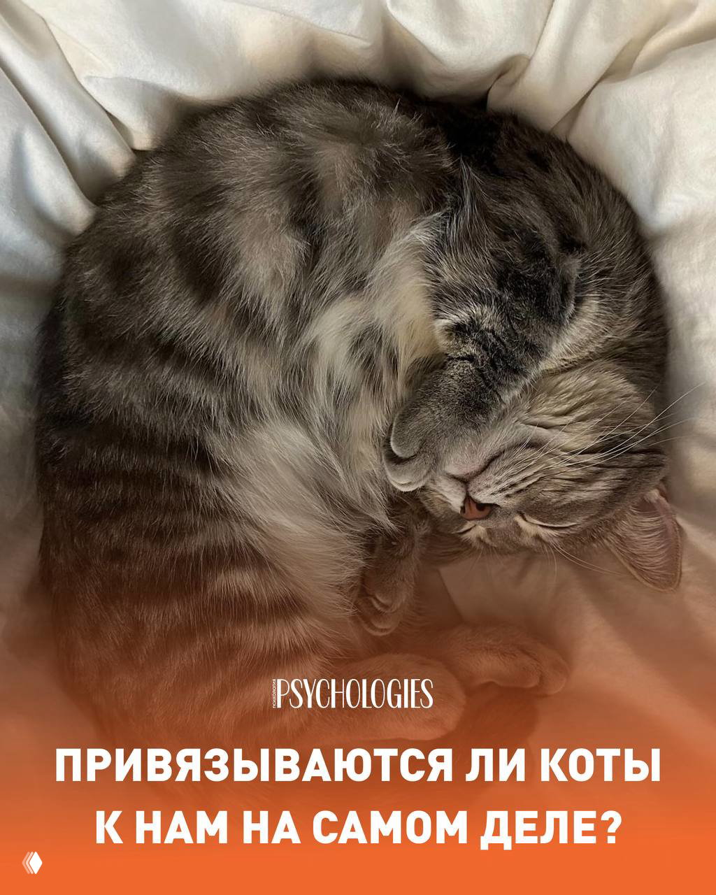 Связь кошек с хозяевами