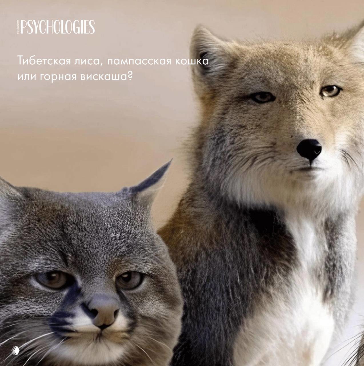Тест: тибетская лиса, пампасская кошка или вискаша?