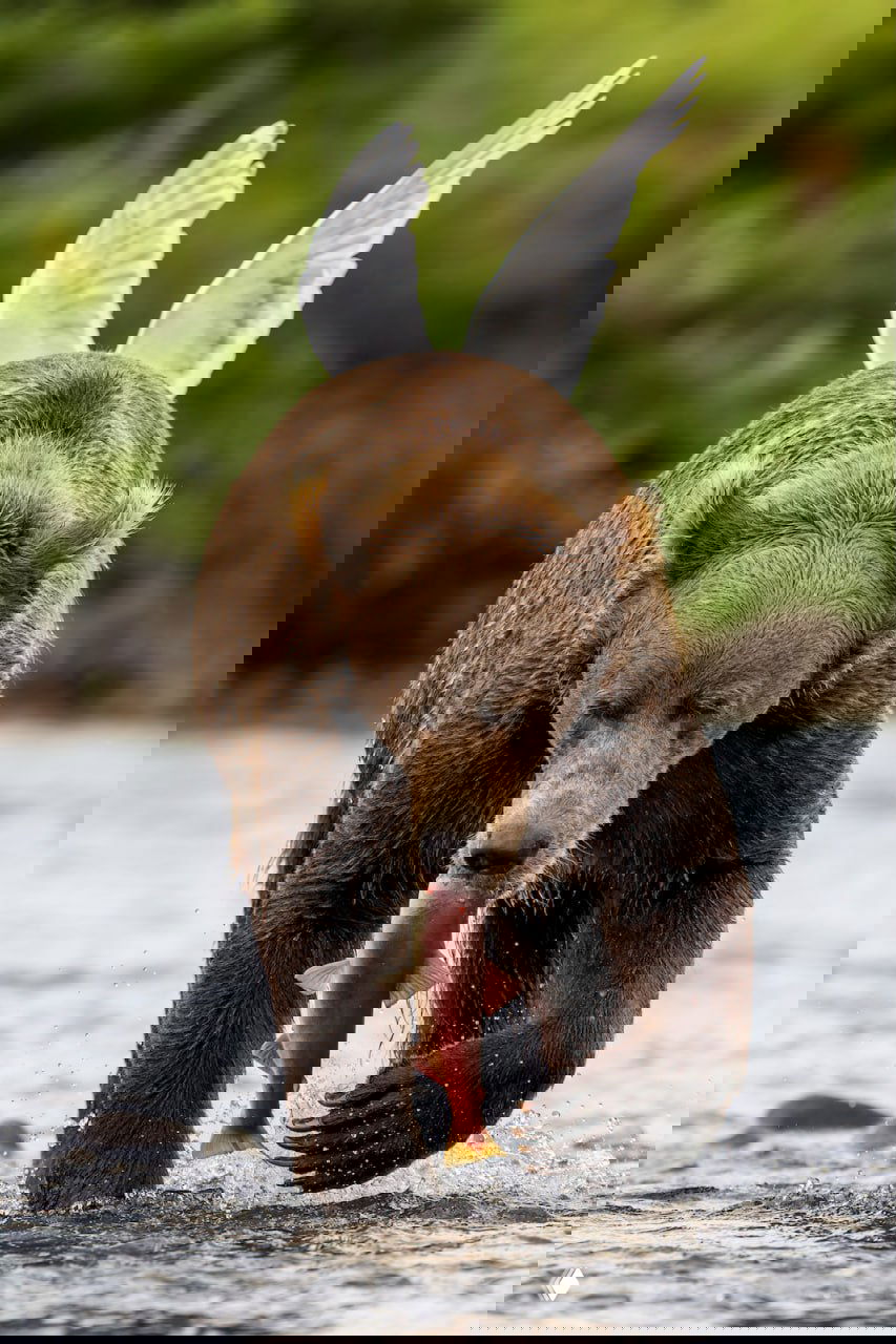 Красивые фото животных из Nature’s Best Awards