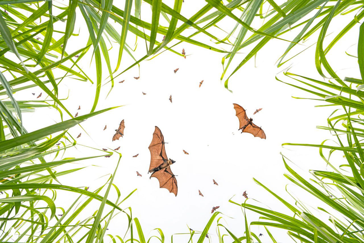 Стая летучих мышей, снятых снизу сквозь зелёную растительность на светлом фоне: графичный и необычный кадр из Nature’s Best Photography Awards.