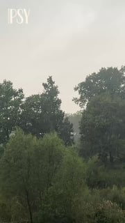 Вертикальная фотография спокойного пейзажа: деревья и кусты под пасмурным небом с влажной травой, атмосферная сцена, ассоциирующаяся с паузой и расслаблением.