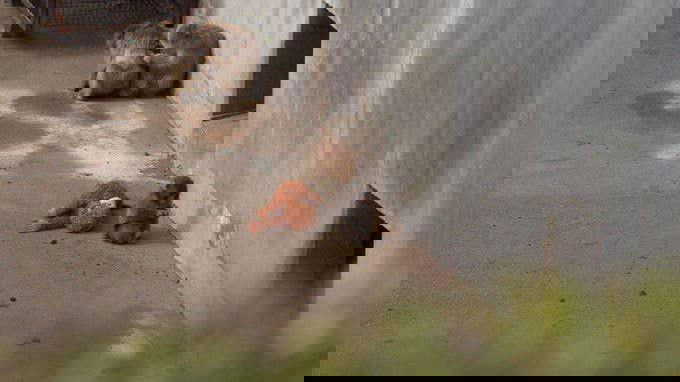 Обезьяна Панч: почему её история растрогала миллионы