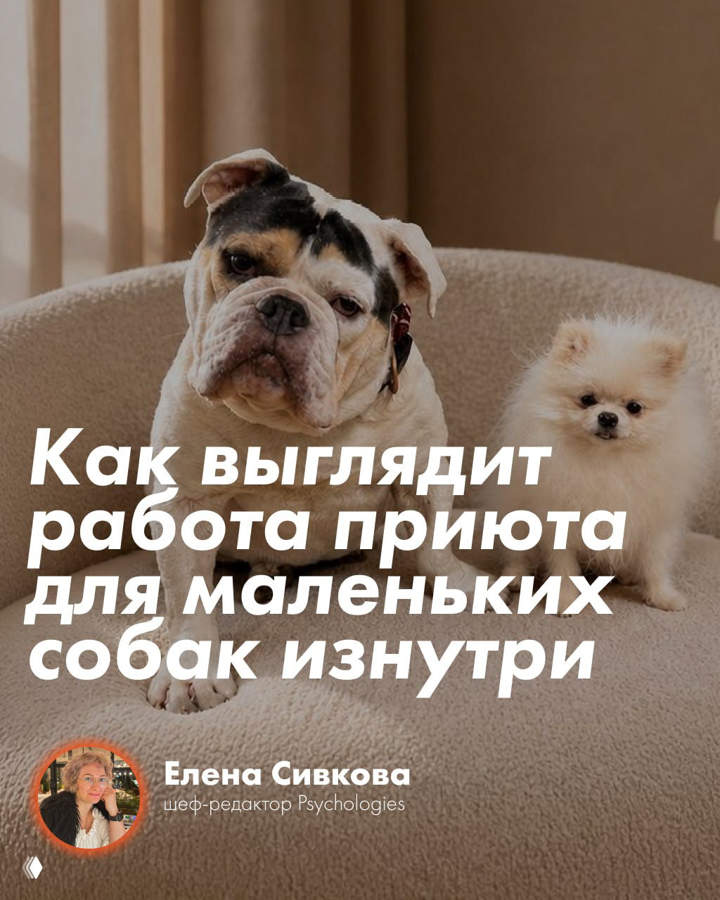 Как устроен приют для собак и кто может забрать питомца