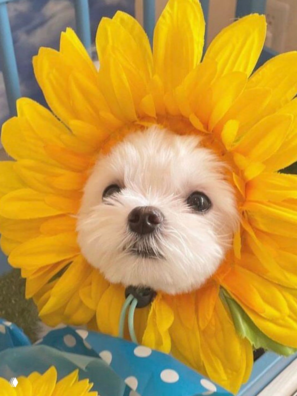 Сыграем в «ромашку»?