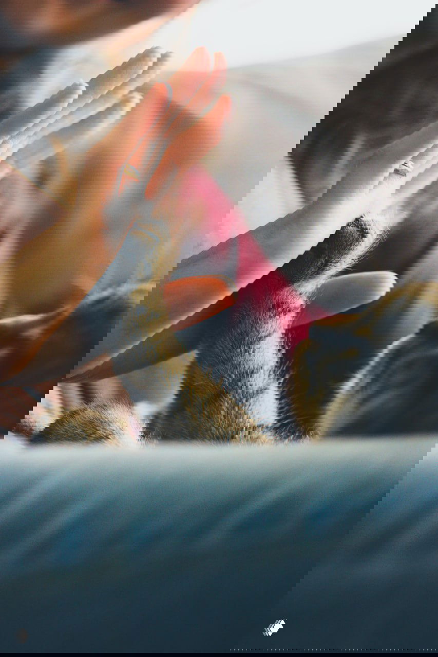 Кот касается лапой руки человека в мягком жесте привязанности; крупный план лапы и ладони, домашняя атмосфера и тёплый свет.