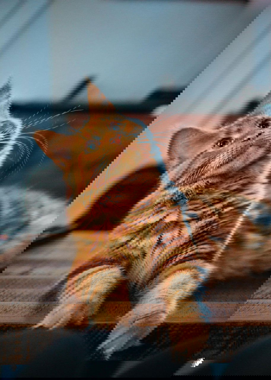 Пушистый рыжий кот лежит на столе и смотрит вверх, текстура древесины и шерсть подчёркнуты тёплым боковым светом.