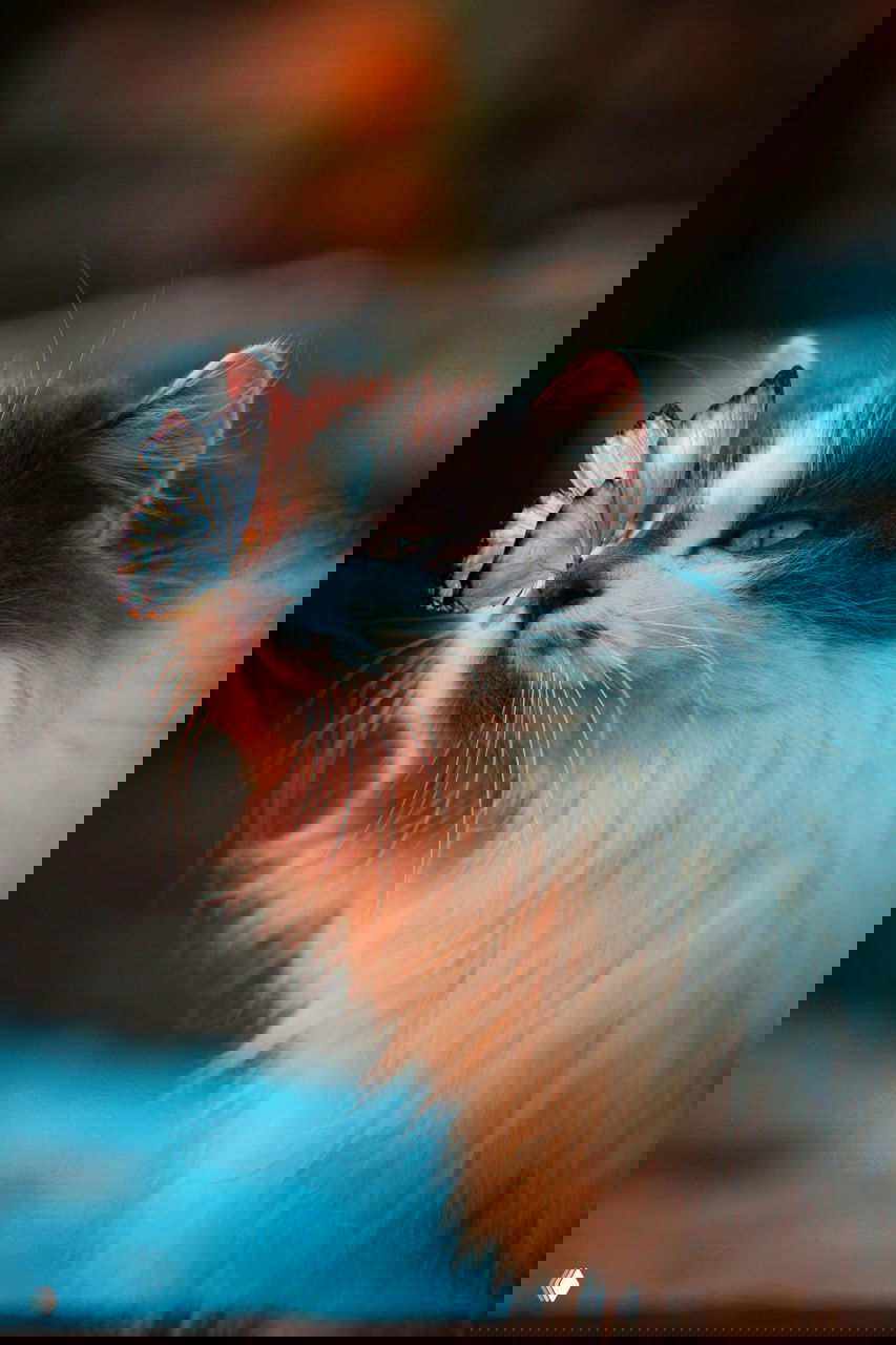 Длинношерстный кот с бабочкой, приземлившейся на нос; кадр в романтическом освещении, подчёркнуты усики и выразительные глаза.