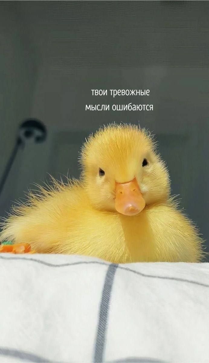 Тест: Умеете ли вы давать советы?